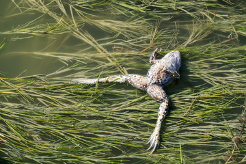 Dead frog float on the water surface (Pelophylax ridibundus)