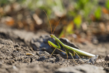 European mantis. Praying mantis (Mantis religiosa)