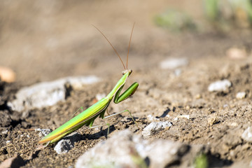 European mantis. Praying mantis (Mantis religiosa)