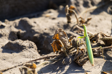 European mantis. Praying mantis (Mantis religiosa)