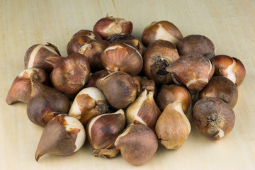 Tulip Bulbs on a Wooden Table Top