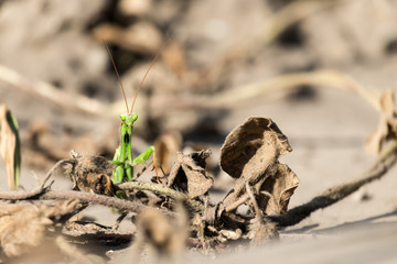 Praying mantis sits among dry, withered grass (Mantis religiosa)