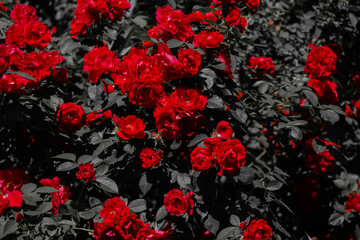 Red roses on a dark dramatic background