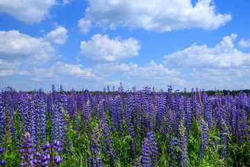 field of lupine flowers under blue sky.