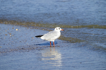 Slender-billed gull stands in the water on the beach (Chroicocephalus genei)