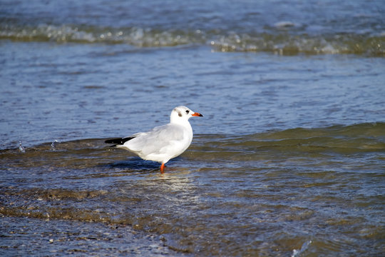 Slender-billed gull stands in the water on the beach (Chroicocephalus genei)