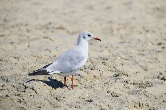 Slender-billed gull stands on the beach sand (Chroicocephalus genei)