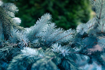 Blue Spruce Branches