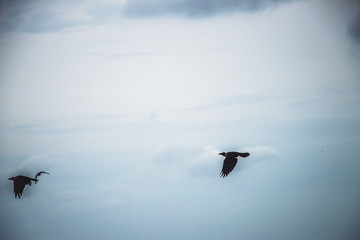 bird flying in the sky