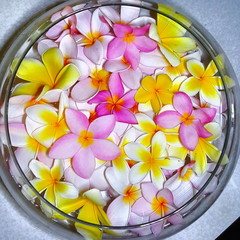 Flowers, Plumeria, Plumerias