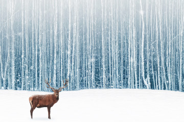  Deer male with big horns in the winter snowy forest. Winter natural background. Christmas artistic...