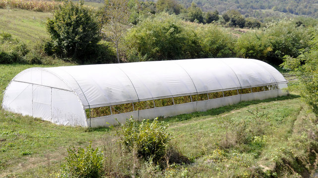 greenhouse with plastic film which raised early tomatoes peppers and other vegetables seedlings