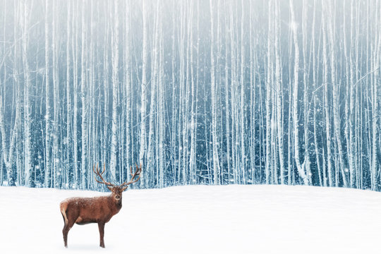 Fototapeta  Deer male with big horns in the winter snowy forest. Winter natural background. Christmas artistic image.