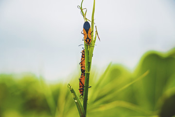 Insects Going Up and Down