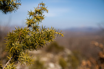 A branch of juniper in the mountains.