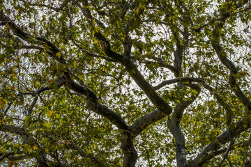 Buyukada Island street view. Coach and Horses at Buyukada, Princes Islands district of Istanbul