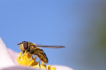 Hoverfly collecting nectar © ramund88