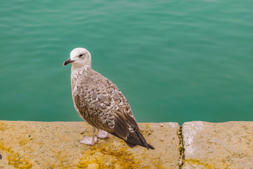 Bird at Shore of Lake, Venice, Italy