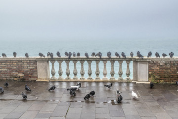 Group of Doves at Border of Lake, Venice, Italy
