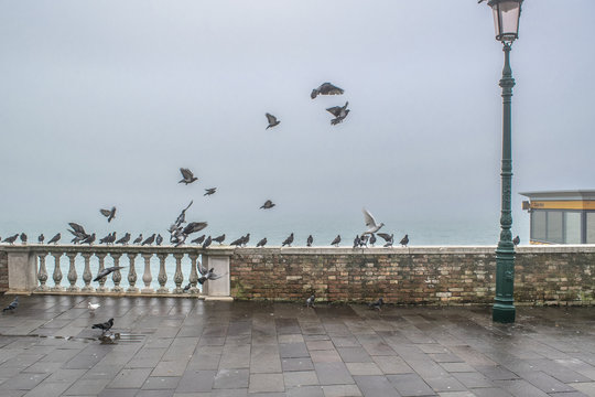 Group Of Doves At Border Of Lake, Venice, Italy