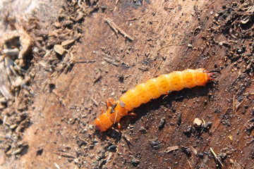 Larva of Cucujus cinnaberinus under the bark of poplar