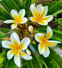 Flowers, Plumeria, Plumerias