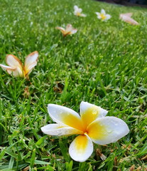 Flowers, Plumeria, Plumerias