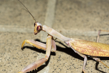 insect European mantis at night, close-up wild nature background