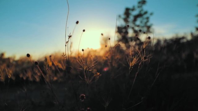 windy sunset grass details smooth image 60fps canon 6d mkII