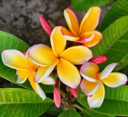 Flowers, Plumeria, Plumerias