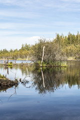 a blue small lake is located in the forest, gulf with growing trees and driftwood, wild nature background