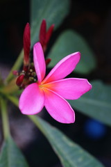 Flowers, Plumeria, Plumerias