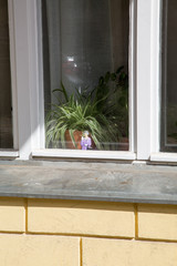 Fenster und Pflanze in Berlin