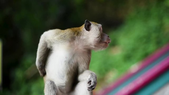 Close Up Of Monkey Scratching Back And Looking At Camera