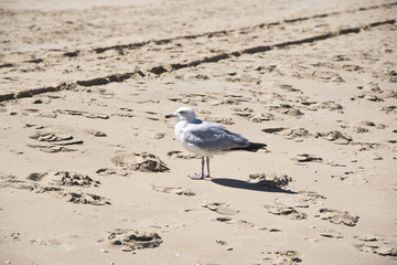 lonely seagull standing on a rough sand