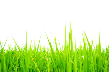 Green rice field on white background.