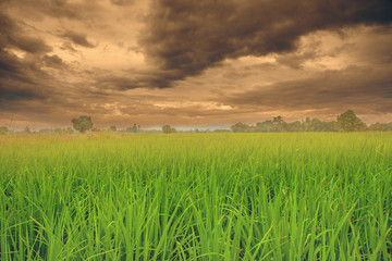 Rice fields with dark clouds . Countryside of Thailand.