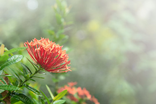 Red Ixora flower blooming in the garden.