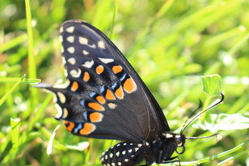 Obraz na płótnie Canvas Canadian Tiger Swallowtail on a grass background. close up macro.