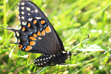 Canadian Tiger Swallowtail on a grass background. close up macro.