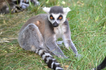 Ringtail Lemur sitting