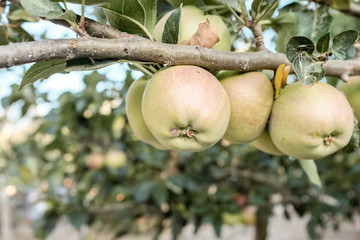 ripe apples on a branch