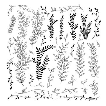 Botanical collection. Hand drawn vector graphic elements. Sprigs and branches.