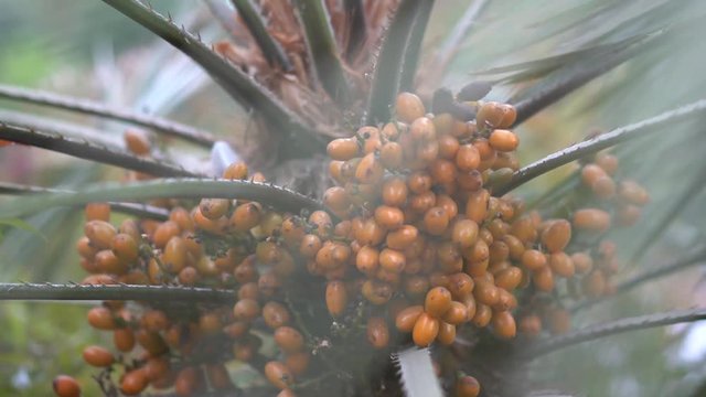 Beautiful B-roll of palmtree and its fruit. Some palmtree leafes in foreground with smooth bokeh.