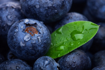 Fresh raw organic blueberries with leaf with morning dew in forest. Macro close up