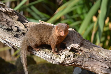 Small Mongoose