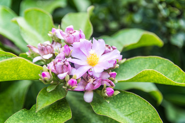 Flor morada y amarilla de botanica