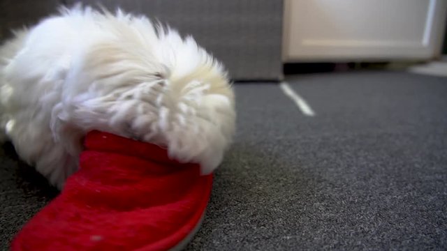 Cute playful mischievous maltese dog playing with a slipper with his head stuck in. Small dog trying to destroy a slipper, and behaves destructive. Medium shot.