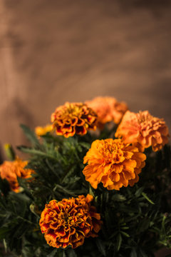 Flor de cempazuchitl, day of the Dead traditions Stock Photo | Adobe Stock