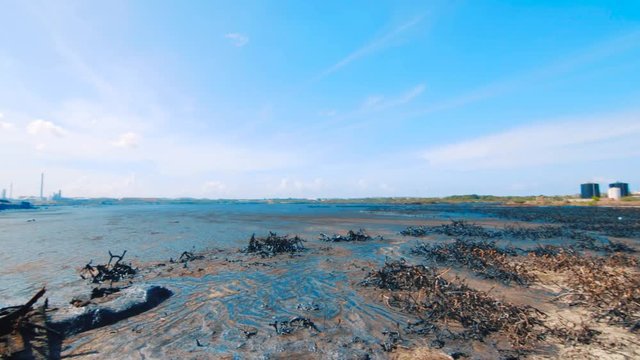 pan shot of dead mangrove stumps covered in heavy oil in asphalt lake, Curacao - September 2018